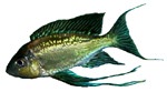 Cyanthopharynx furcifer 'Muzi Blue Green' (Courting)