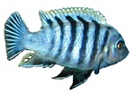 Cynotilapia afra 'Hai Reef'