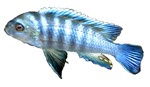 Cynotilapia afra 'White Top'