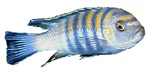 Cynotilapia afra 'Orange Back Cobue'