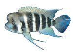 Cyphotilapia frontosa 'Kigoma 7-Stripe'