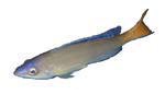 Cyprichromis leptasoma 'Yellow Tail'