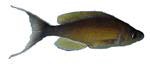 Cyprichromis microlepidotus