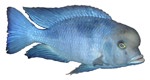 Cyrtocara moorii