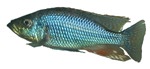 Dimidiochromis strigatus 'Sunset'
