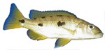 Exochochromis anagenys (Female)