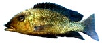 Fossorochromis rostratus