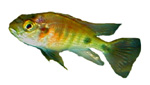 Astatotilapia aneocolor 'Lake Victoria'