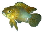 Astatoreochromis alluaudi