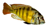 Haplochromis obliquidens