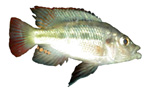 Paralabidochromis chilotes 'Kenya Blue'