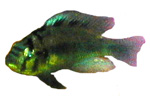 Astatotilapia aneocolor 'Yellow Belly Lake Albert'