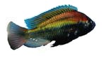 Haplochromis sp. 'Ruby Green'