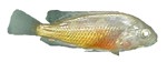 Astatotilapia latifasciata 'Albino Zebra Obliquidens' (not a cross!)