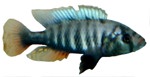 Haplochromis sp. 'Crimson Tide' (TRUE Red Snout!)