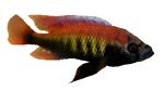 Haplochromis nyererei