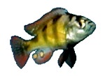 Haplochromis ishmaeli