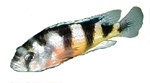 Astatotilapia latifasciata 'Zebra Obliquidens'
