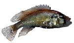 Astatotilapia aneocolor 'Largemouth Lake Edward'