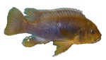 Iodotropheus sprengerae 'Rusty'