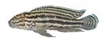 Julidochromis regani