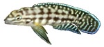 Julidochromis marlieri