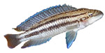 Julidochromis dickfeldi