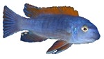 Labeotropheus trewavasae 'Red Top'
