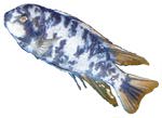 Labeotropheus trewavase 'Marmalade Cat'