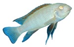 Labeotropheus trewavasae 'Albino Red Top'