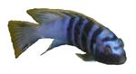 Labidochromis sp. 'Mbamba Yellow Top'