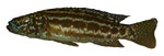 Lepidolamprologus nkambae