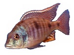 Lethrinops intermedius 'Tanzanian'