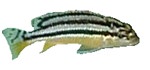 Melanochromis auratus