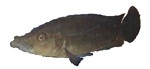 Melanochromis labrosus