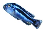 Melanochromis cyaneorhabdos