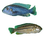 Melanochromis dialepis 'Mozambique Blue Dwarf Auratus'