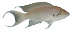 Neolamprologus pulcher