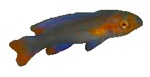 Neolamprologus cygnus (Juvenile)