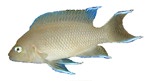 Neolamprologus maraguensis (Adult)