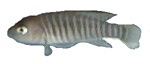 Neolamprologus multifasciatus