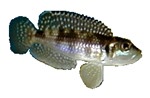 Neolamprologus meleagrise