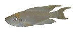Neolamprologus calliurus 'Giant'