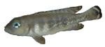 Neolamprologus hecqui