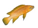 Neolamprologus leleupi