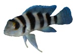 Neolamprologus tretocephalus