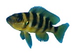 Neolamprologus sexfasciatus 'Gold'