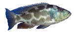 Nimbochromis livingstoni