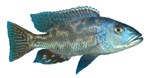 Nimbochromis fuscotaeniatus