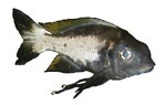 Ophthalmotilapia ventralis 'M'toto'